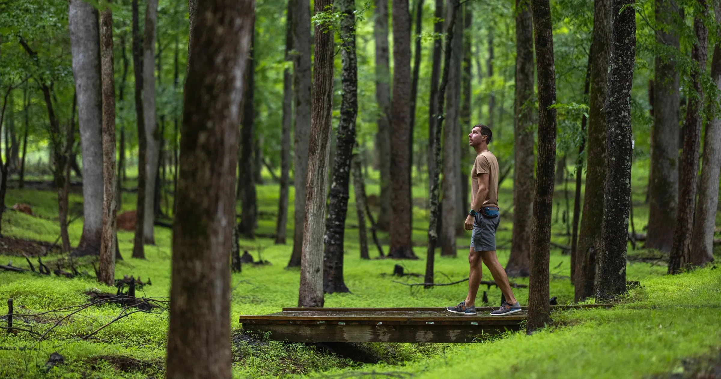A hiker crosses a footbridge over a lush, green grass forested floor at Morrow Mountain State Park in North Carolina. 