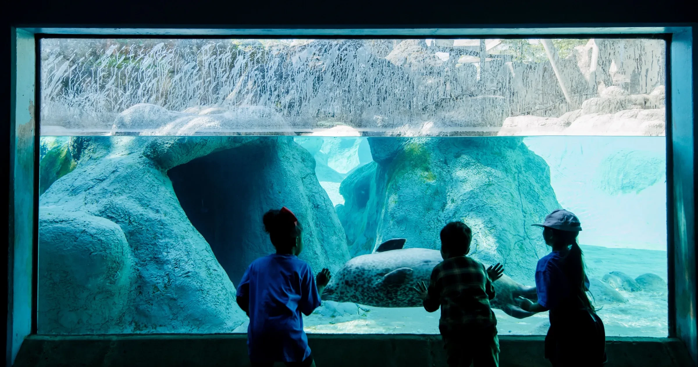 A Harbor Seal swims past a group of children at the North Carolina Zoo in Asheboro.
