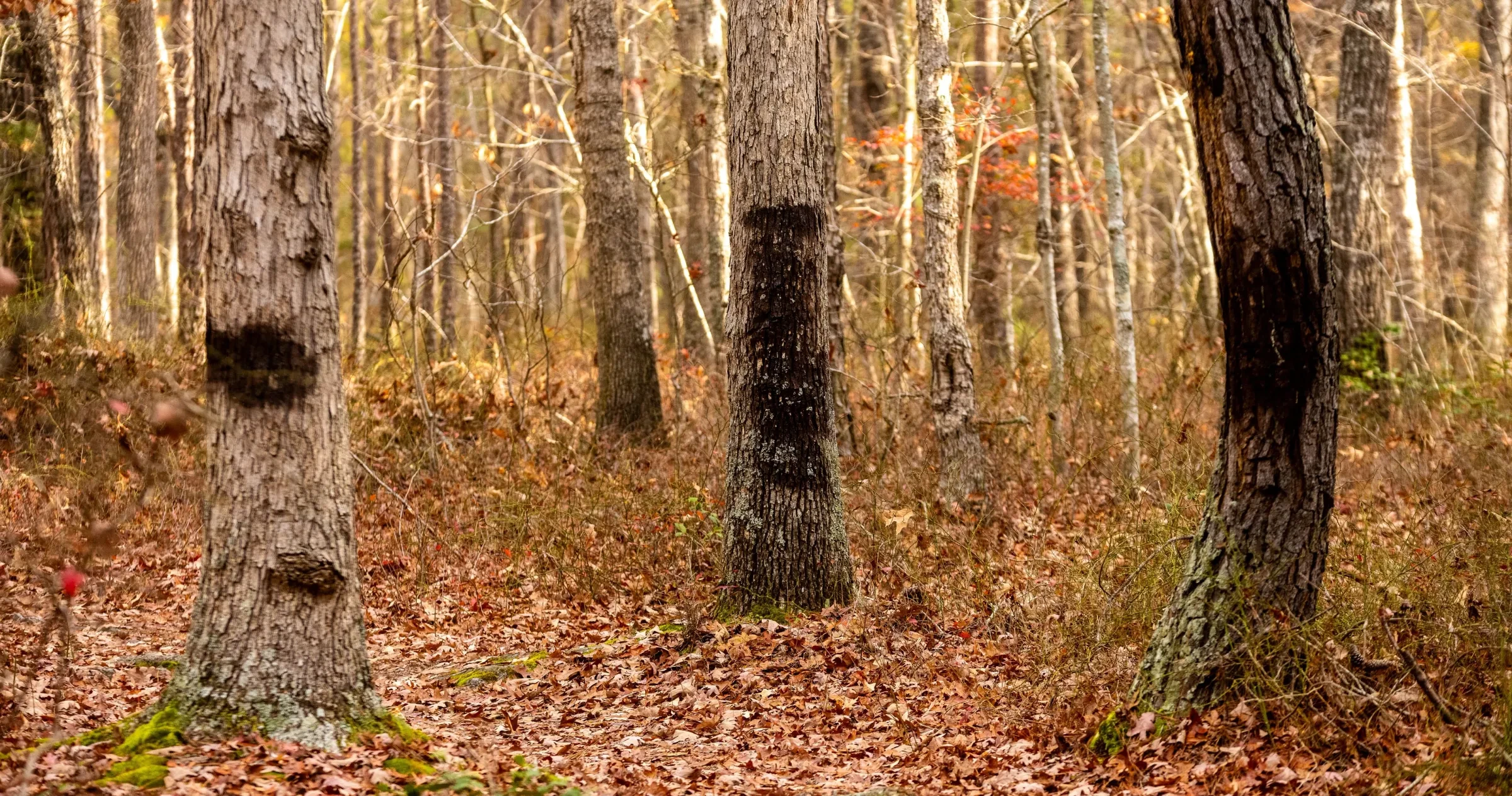 Trees nearby the Devil's Tramping Ground in Chatham County show strange marks.