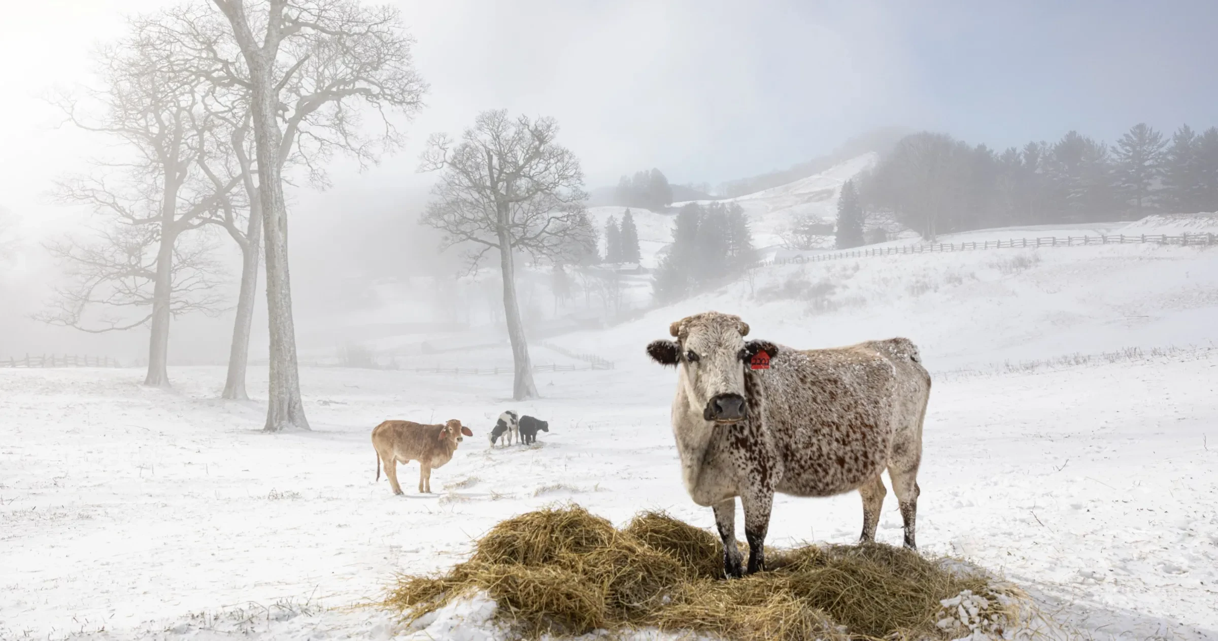 Cows standing in snowy field surrounded by snow landscape