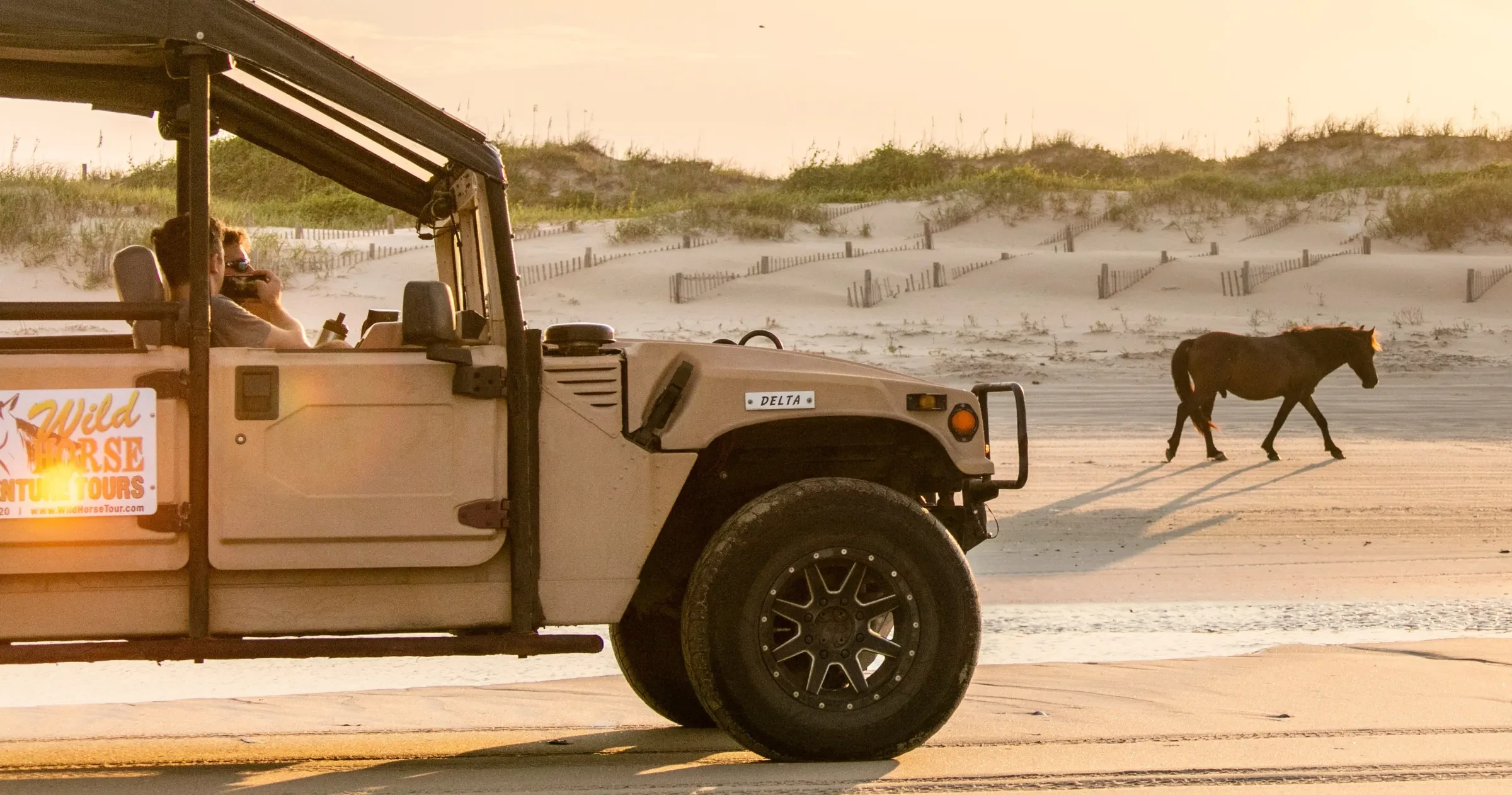 A wild horse walks along a sandy beach at sunset as a tour vehicle with people inside observes from a distance. Dunes and a glowing sky are in the background.