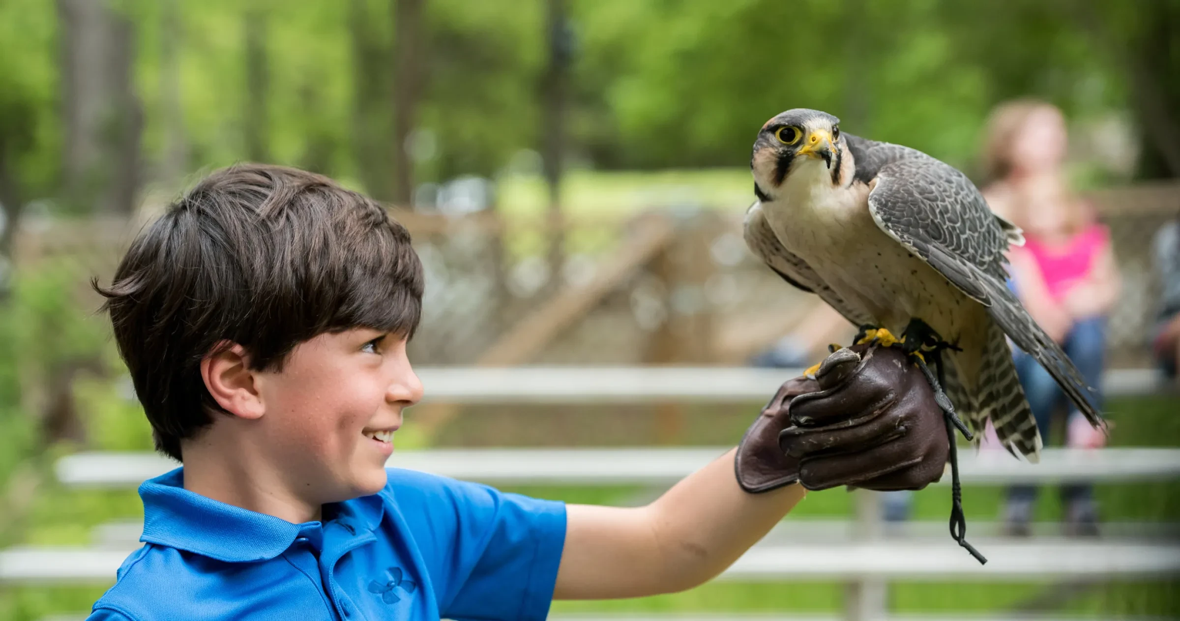 Little boy holding a falcon in the Flight Field at Carolina Raptor Center. 