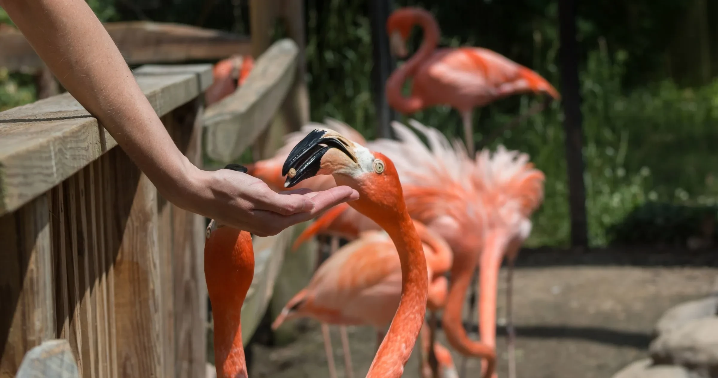 Person extending hand to feed flamingo at Sylvan Heights Bird Park.