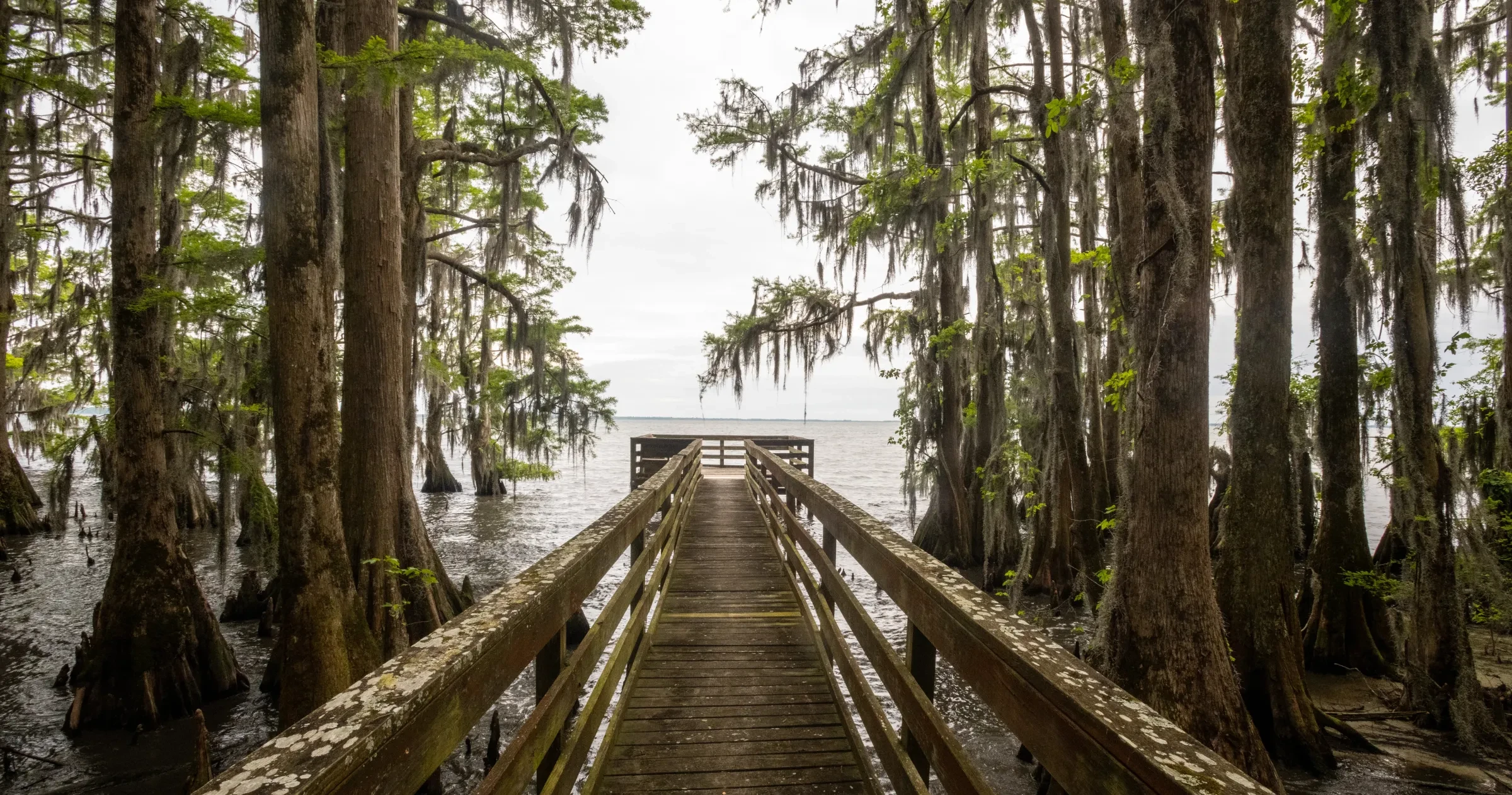 Pier jutting into lake with cypress trees all around during cloudy daytime.