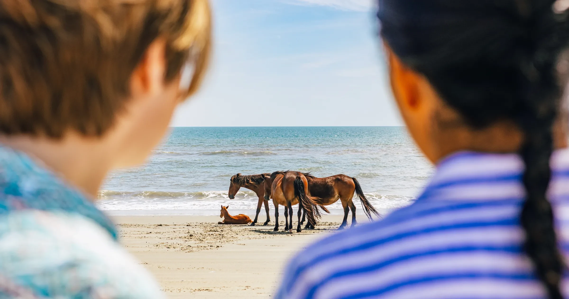 Wild horses and a foal near ocean on beach with two friends out-of-focus in foreground