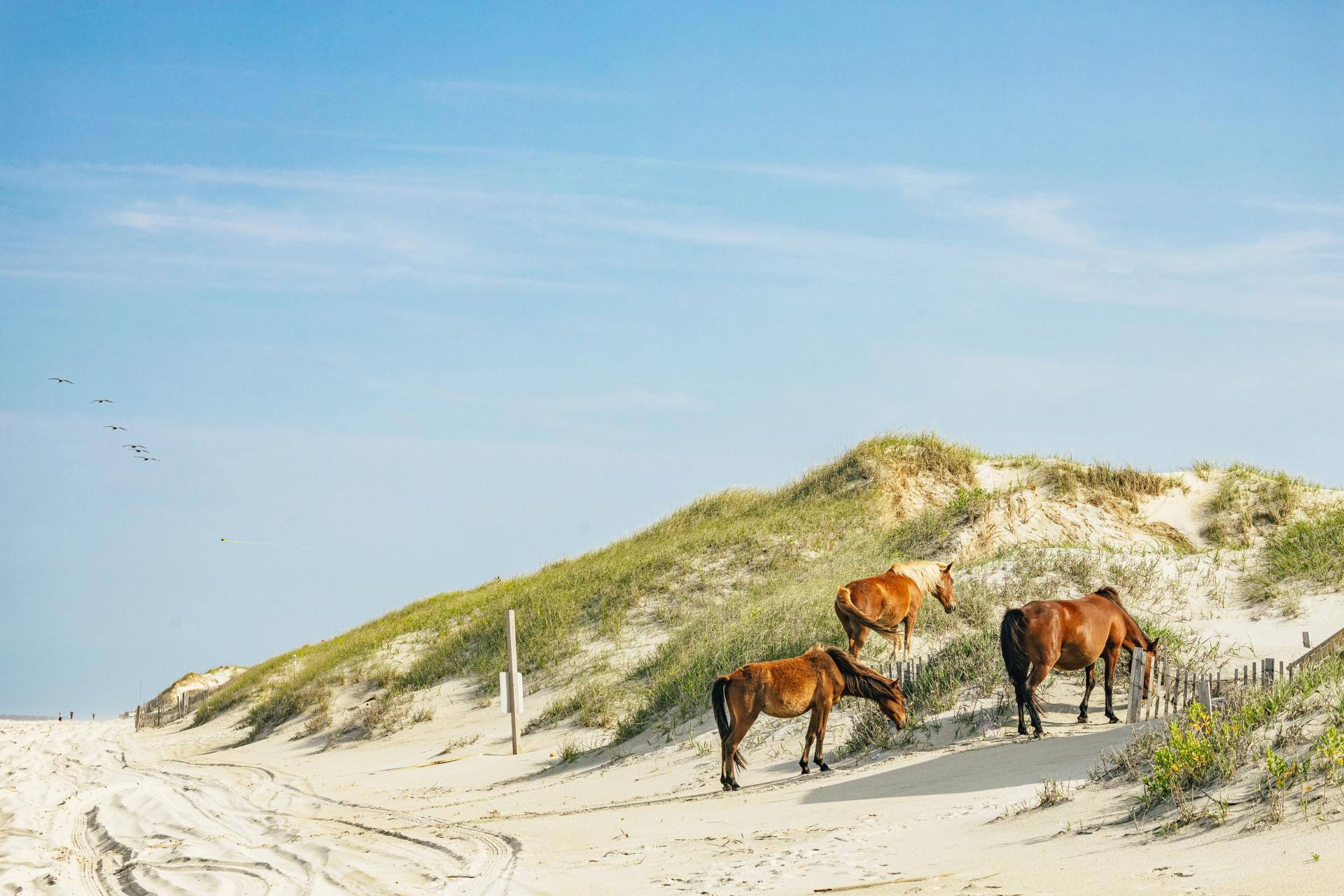 Three wild horses walking towards dunes at Corolla Beach.