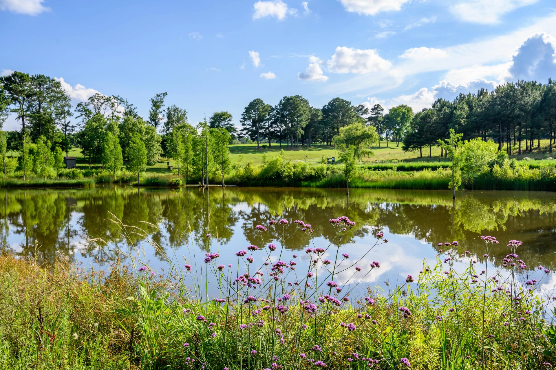 Wide landscape view of The Pond in the Museum Park at the NC Museum of Art in Raleigh. Taken in daytime under a cloudy blue sky with focal on flowers in foreground and foliage reflection on water in background.