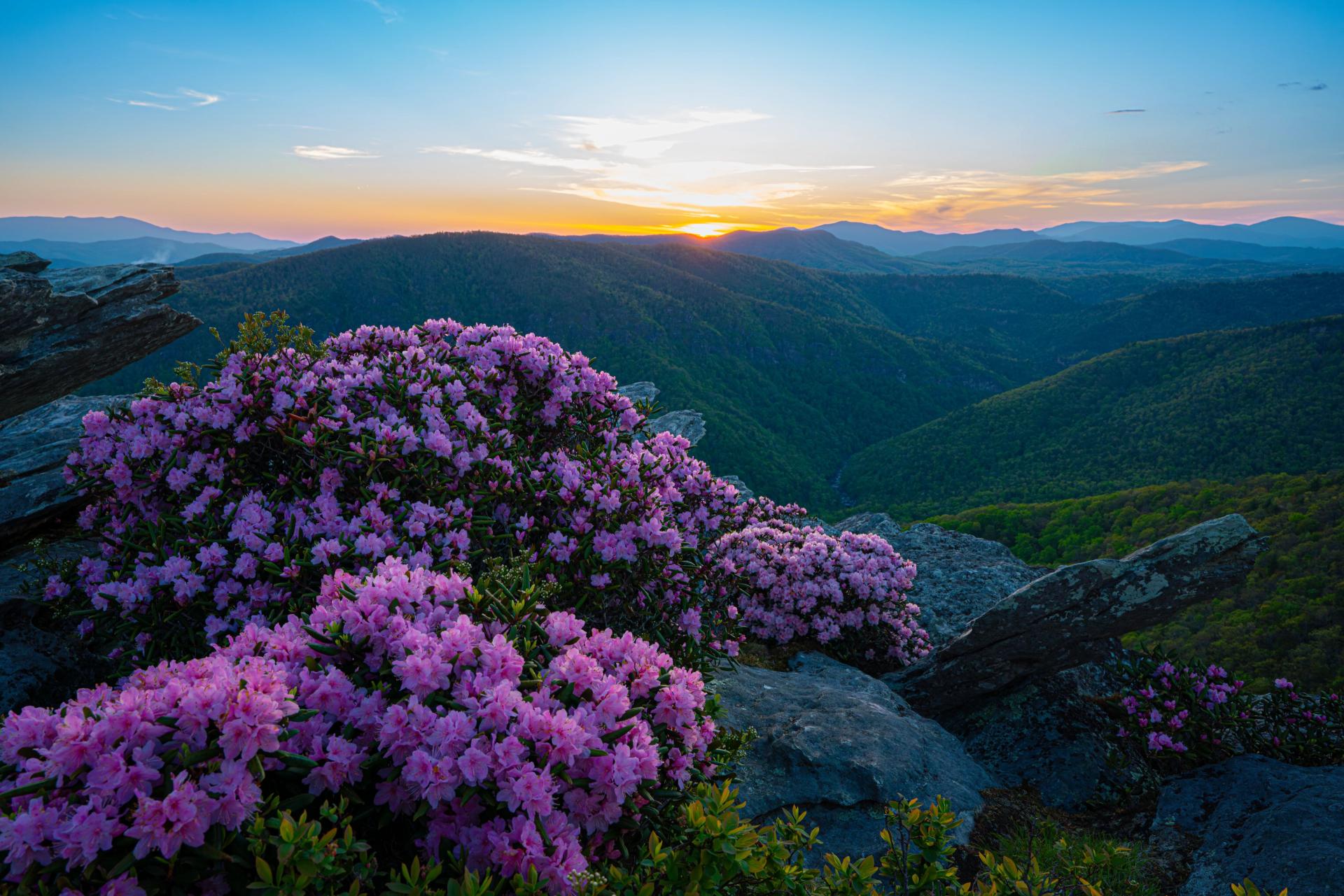 Wildflowers on rocks on mountain trail with sun setting over mountains in distance.