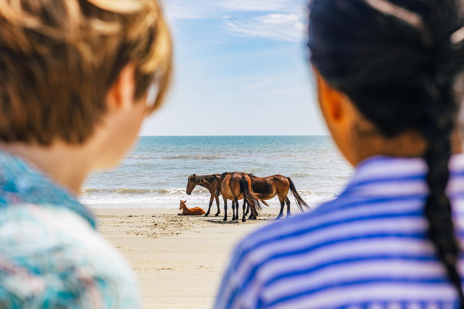 Wild horses and a foal near ocean on beach with two friends out-of-focus in foreground