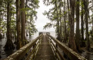 Pier jutting into lake with cypress trees all around during cloudy daytime.