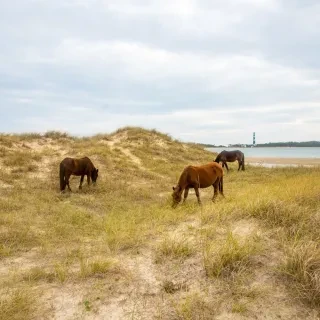 Shackleford Banks Horses Grazing in Dunes with Cape Lookout