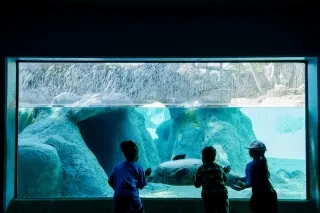 A Harbor Seal swims past a group of children at the North Carolina Zoo in Asheboro.
