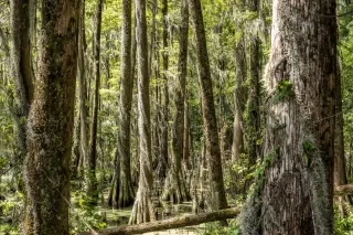 Vines climb bald cypress trees at Pettigrew State Park, home to one of the last old growth forests in eastern North Carolina.