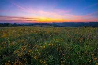Meadow of wildflowers with mountains in distance under blue and pink sky.
