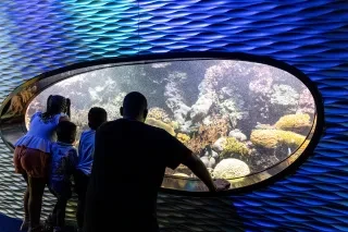 Discovery Place in Charlotte, NC, invites visitors to dive into an underwater adventure at its captivating aquarium exhibit. This immersive experience showcases a vibrant array of marine life, from colorful tropical fish to fascinating creatures like jellyfish, sea stars, and more. The exhibit features beautifully designed tanks that mimic natural aquatic habitats, allowing guests to explore the wonders of ocean ecosystems up close. Interactive touch tanks offer hands-on encounters with gentle marine specie