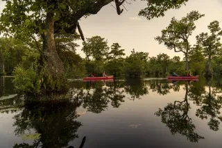 Distant landscape view of couples canoeing at Merchants Millpond State Park at dusk. Focal on foliage reflecting in water in foreground.