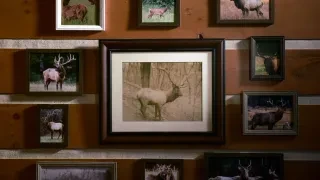 wall of elks in picture frames