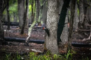 A red headed pileated woodpecker diligently pecks at a tree in Morrow Mountain State Park, North Carolina. Its distinctive black, white, and red colors stands out against the textured bark and the surrounding forest.