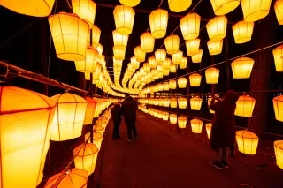 3 people walking through the glowing yellow light of hanging lanterns at NC Chinese Lantern Festival in Cary, NC.
