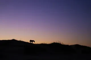 A lone wild horse walks along a dune ridge at sunset in Corolla, its silhouette defined against a gradient sky.