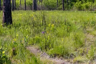 Swamp and grasses in open meadow during daytime.