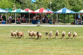 Sheep running on field at Grandfather Mountain Highland Games.