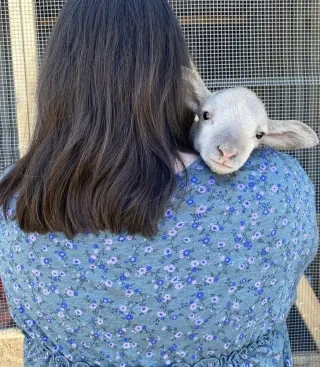 Back of woman holding goat who's peeking over his shoulder.