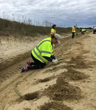 Voluntourists planting sea grass on Outer Banks beaches during daytime.