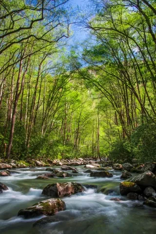 A beautiful spring day with green foliage arching above Big Creek in the Great Smoky Mountains National Park.