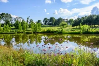 Wide landscape view of The Pond in the Museum Park at the NC Museum of Art in Raleigh. Taken in daytime under a cloudy blue sky with focal on flowers in foreground and foliage reflection on water in background.