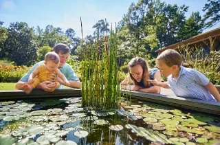 Family peering into a pond at North Carolina Botanical Garden in Chapel Hill
