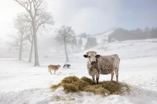 In the winter snowscape of Western North Carolina, cows graze peacefully on rolling hills, surrounded by the majestic Blue Ridge Mountains. A light fog drifts through the landscape, adding a mystical quality to the serene and picturesque scene.