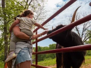 Parent holding child as child pets Highland cow in Bryon City.