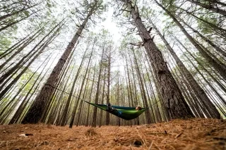 A wide-angle view captures a hammock camper nestled in a pine forest at Raven Rock State Park in Lillington, NC.