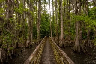 Horizontal shot of wooden walkway/pier through cypress trees in lake during daytime at Pettigrew State Park 