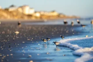Closeup of shells and rocks in ocean surf with seagulls in background in Corolla..