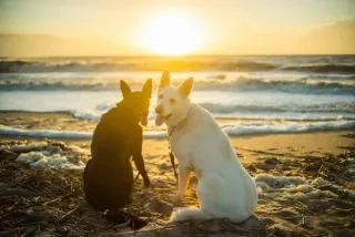 Two dogs sitting on beach looking at camera with sun setting behind ocean in the distance.