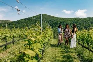 Three friends chatting and drinking wine in Stone Ashe Vineyard rows with mountain in background during beautiful spring day. 