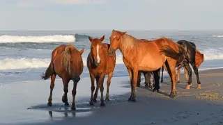Wild horses standing at edge of ocean on beach.