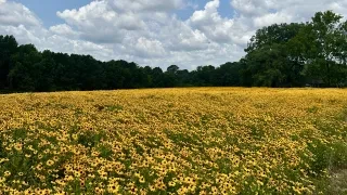 Wide field filled with yellow flowers with trees in distance.
