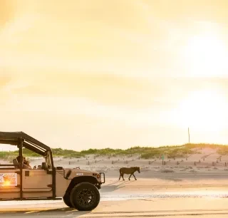 A wild horse walks along a sandy beach at sunset as a tour vehicle with people inside observes from a distance. Dunes and a glowing sky are in the background.