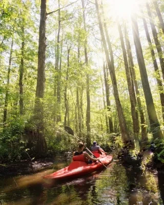 Backs of two kayakers paddling through stream surrounded by lush green trees.