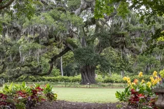 Large Airlie Oak tree in distance with flowers in foreground on cloudy day at Airlie Gardens in Wilmington