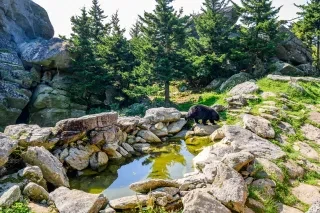 Black bear in Grandfather Mountain Wildlife Habitat on sunny day with trees and rocks and pond